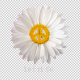 HIPPIE 495