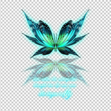 BUTTERFLY 17