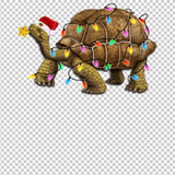 TURTLE 25