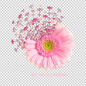 DRAGONFLY 14
