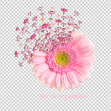 DRAGONFLY 14